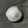 Sand dollars are way more than just pretty shells. They are live animals! :)