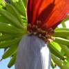 I know bananas are super common, but it's really fun watching the process of the fruit growing out of the flowers.
